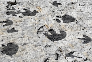 Photo of dinosaur footprints at Dinosaur Ridge, with the footprints noticeably darker than the surrounding rock.