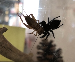 A jumping spider living in captivity eats a cricket.