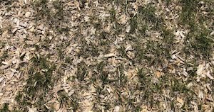 Mulch blown into grass.