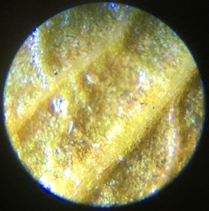 Magnified image of a leaf.