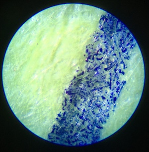 Magnified image of a pen mark on paper.